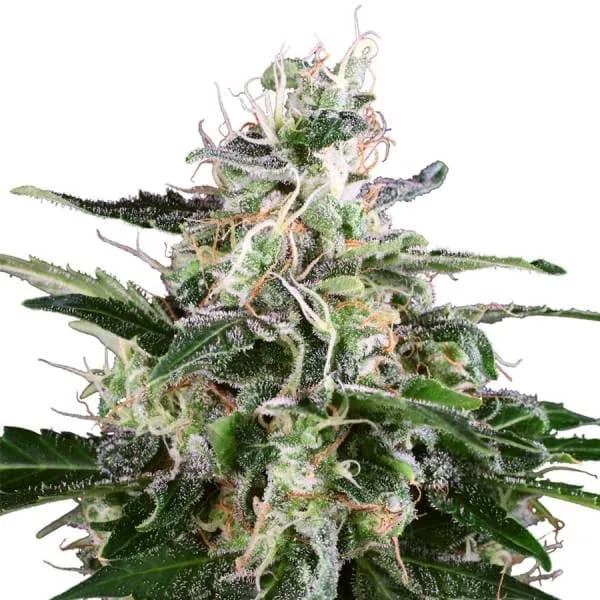 White Skunk Autoflower
