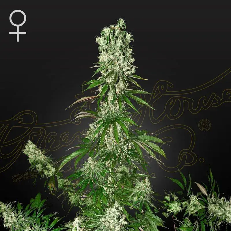 White Strawberry Skunk
