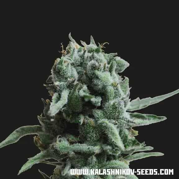 White Widow 47