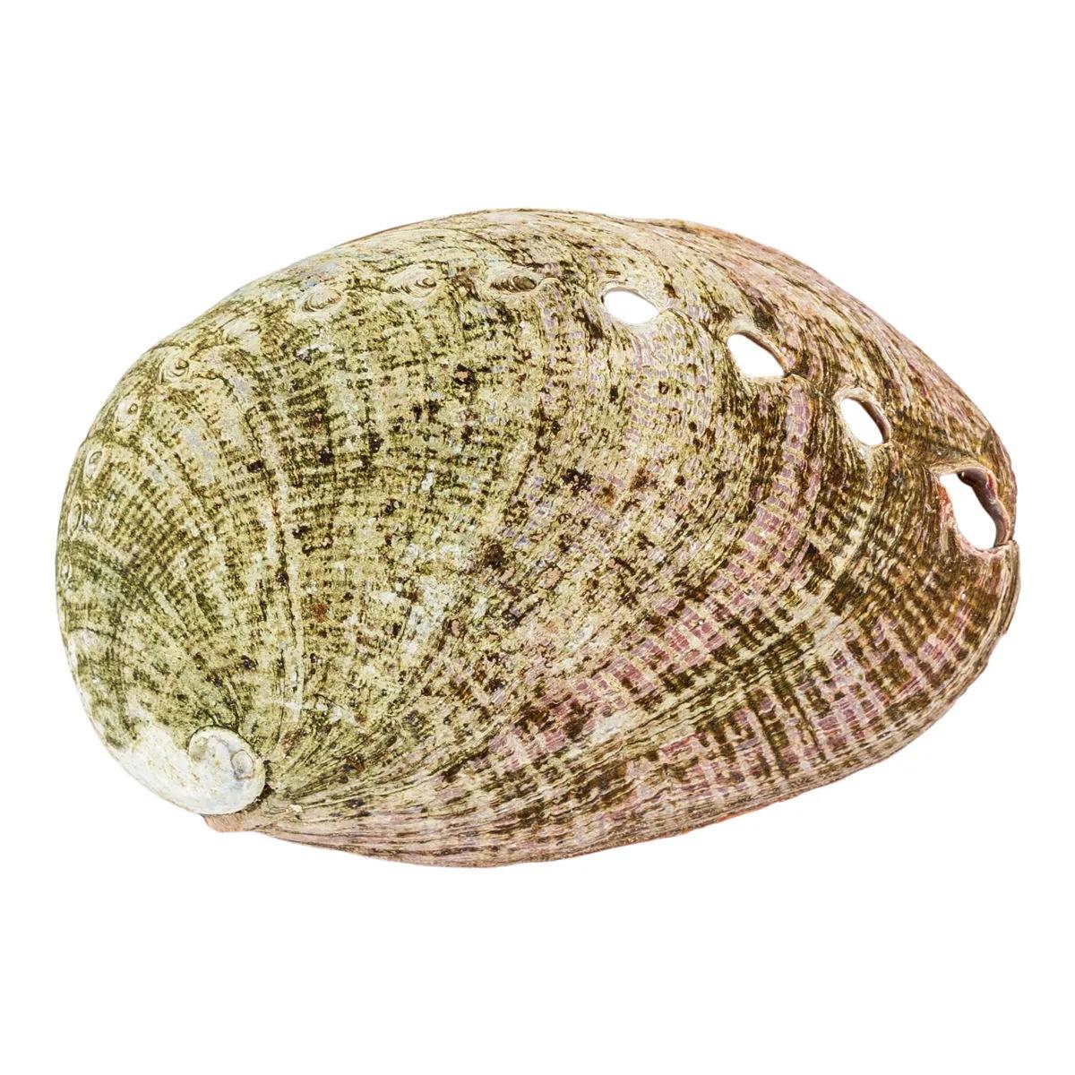 Concha de Abalone
