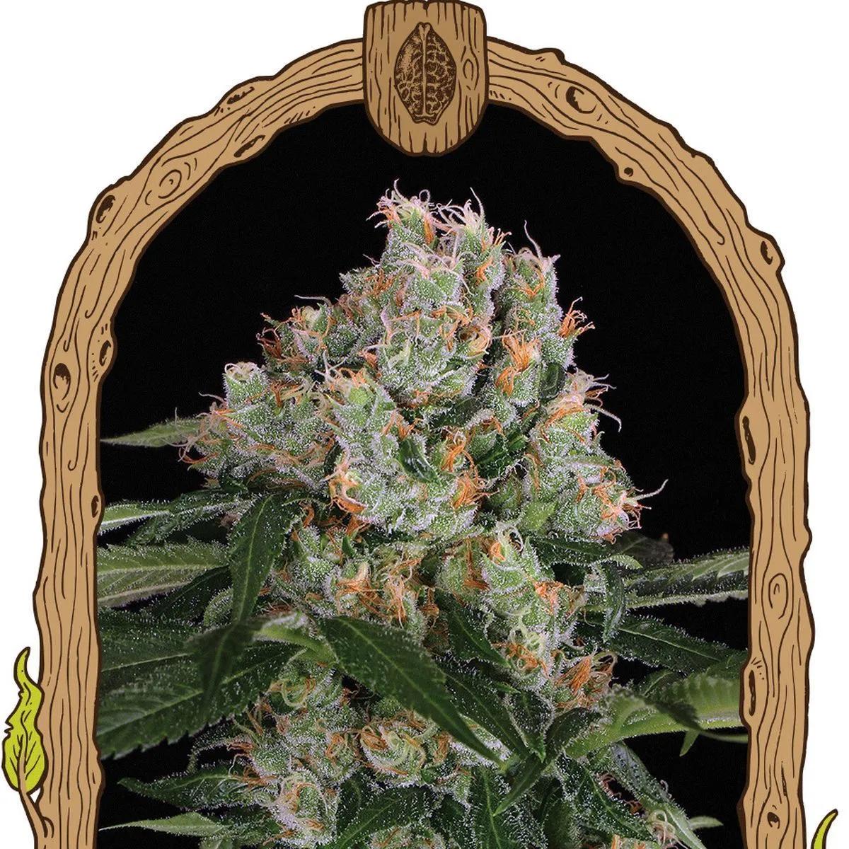 Artic Flurry (Exotic Seed)