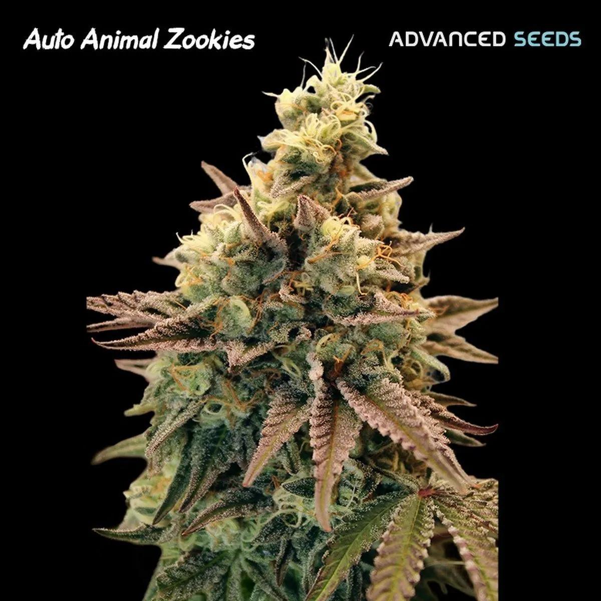 Auto Animal Zookies