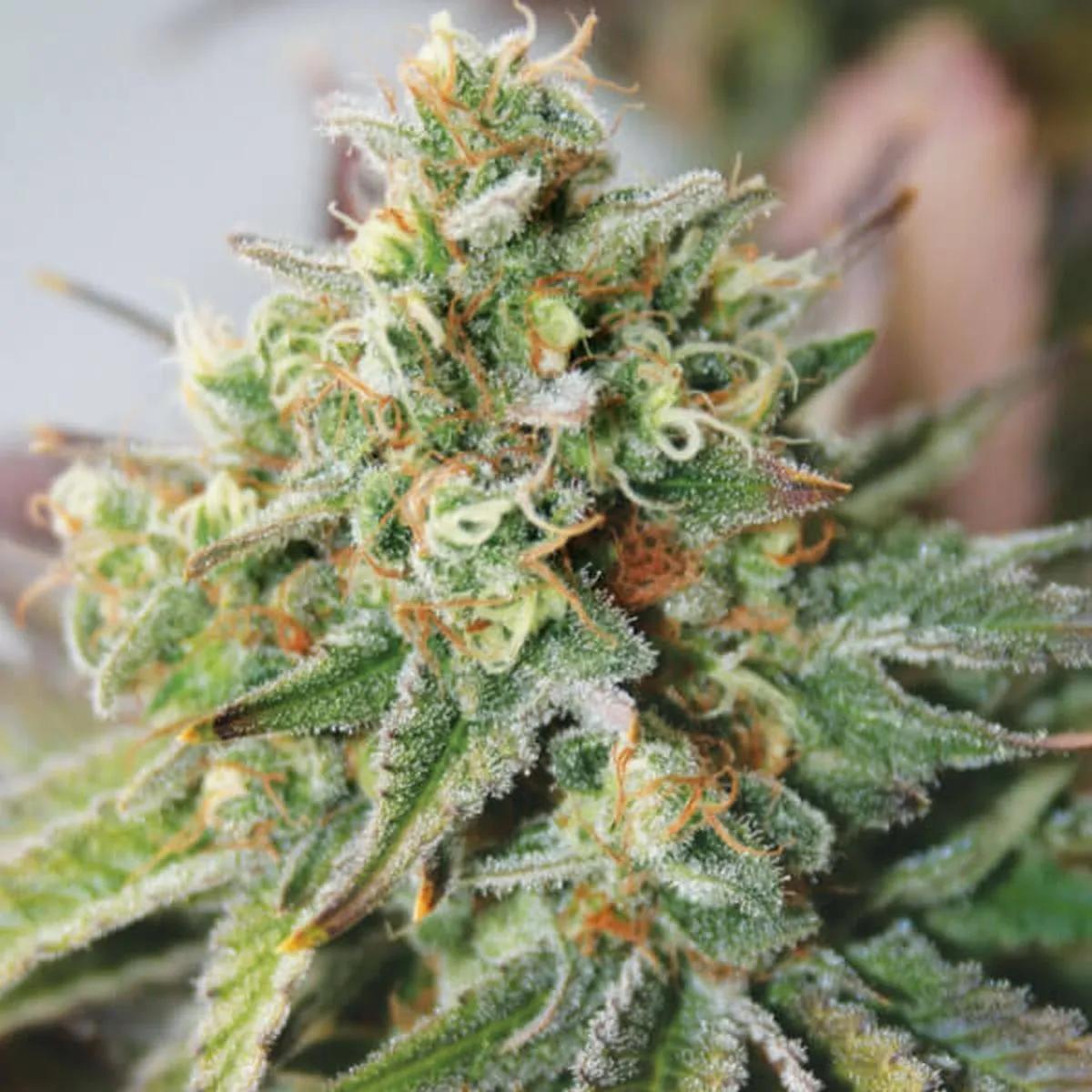 Critical XXL