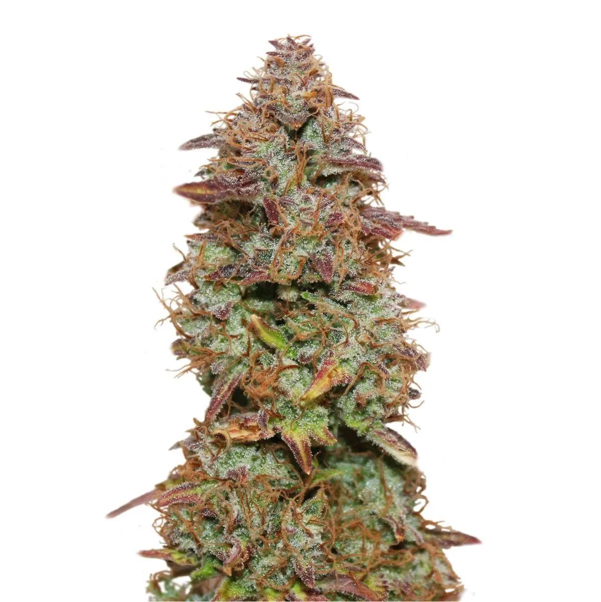 Exotic Purple