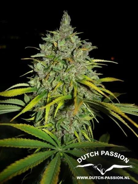 Frisian Dew