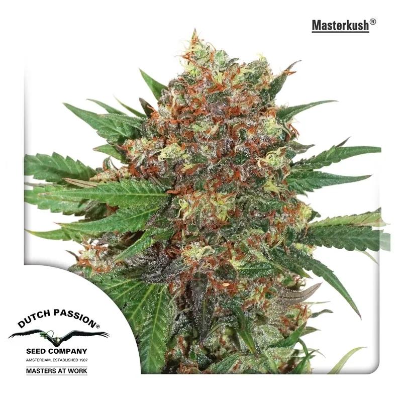 Master Kush