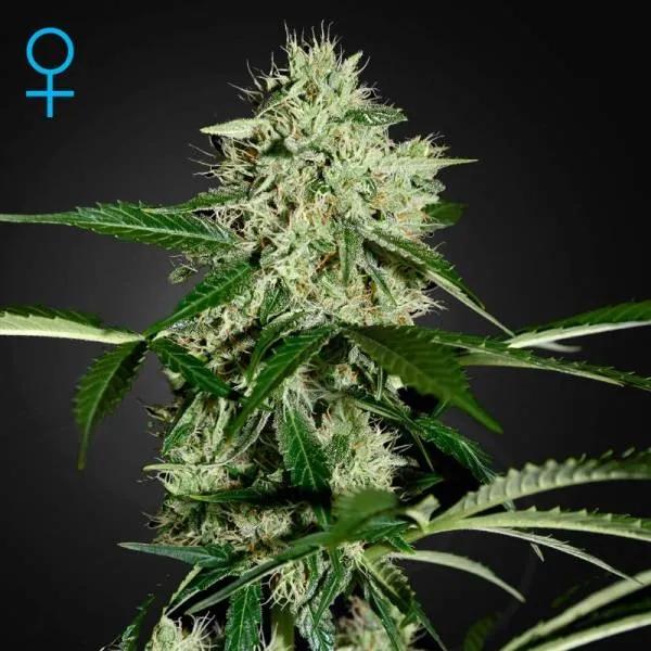 Northern Lights Autoflowering