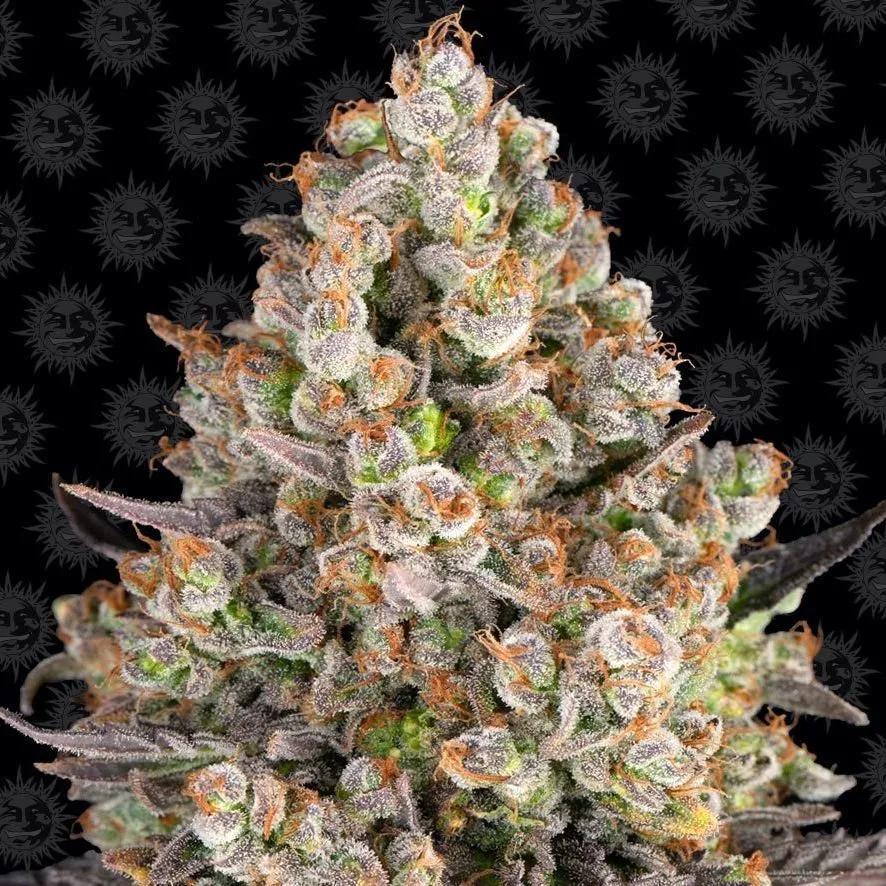 OG Kush