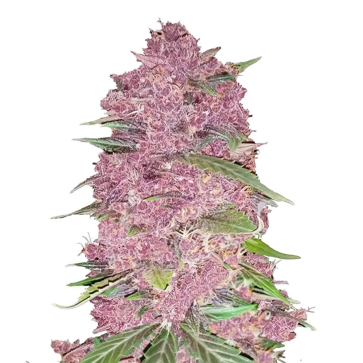 Purple Lemonade