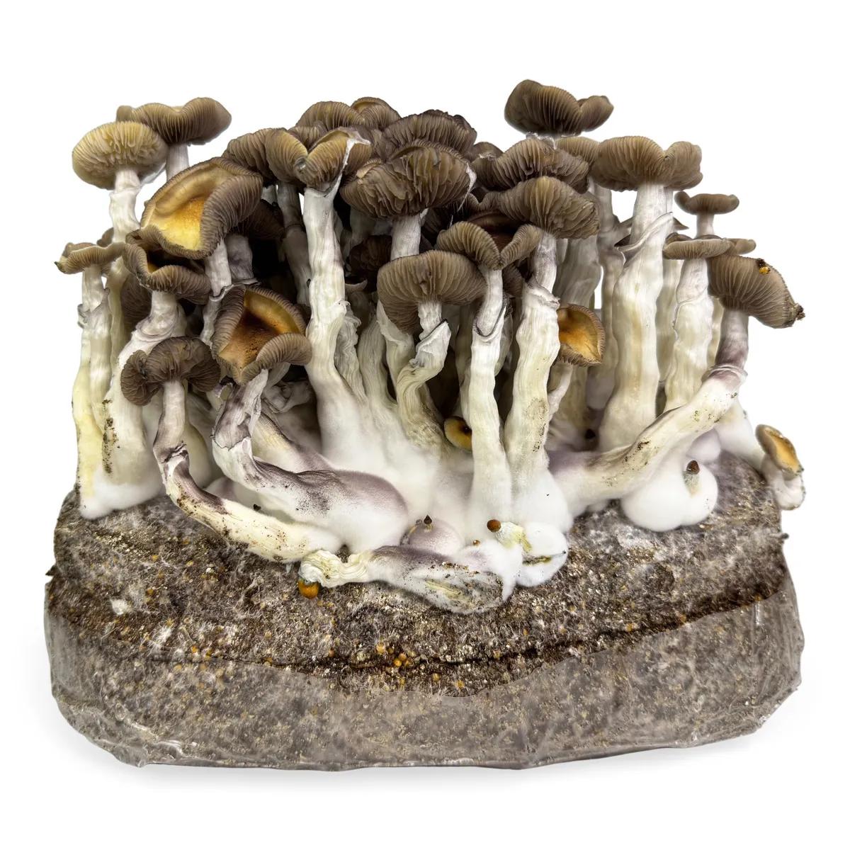 Saco Ready-2-Grow 'Golden Teacher'