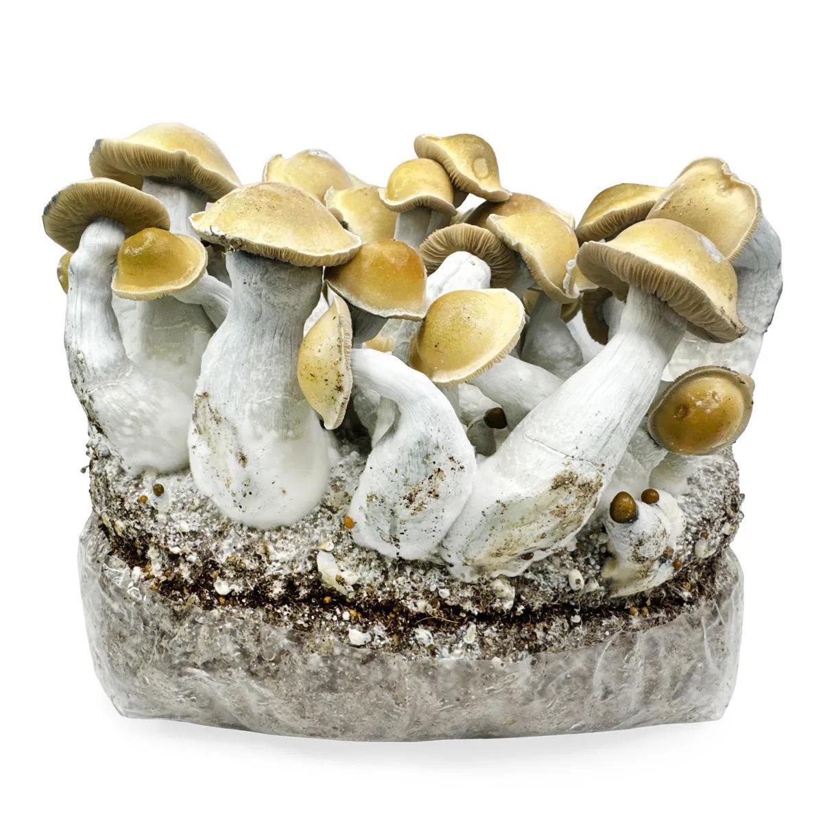 Saco Ready-2-Grow 'Makilla Gorilla'
