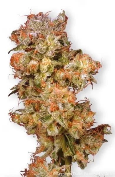 Snow Bud