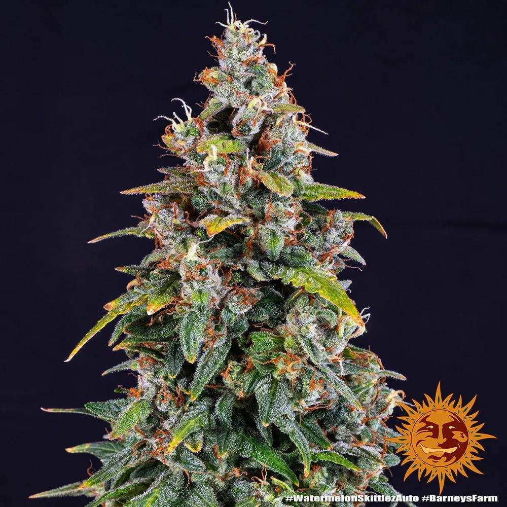 Watermelon Zkittlez