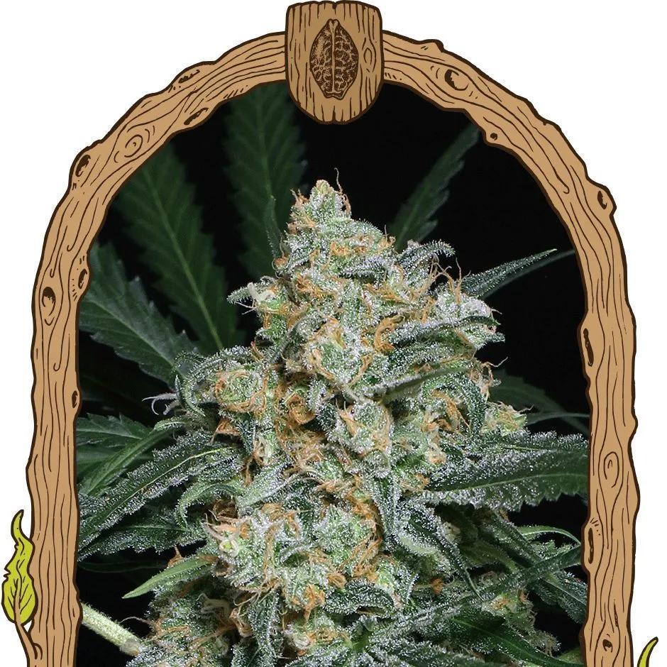 Zkittalicious Auto (Exotic Seed)