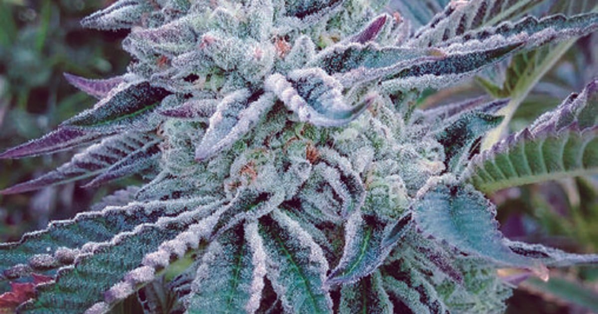 The Kush Brothers sementes de cannabis — Azarius | Azarius