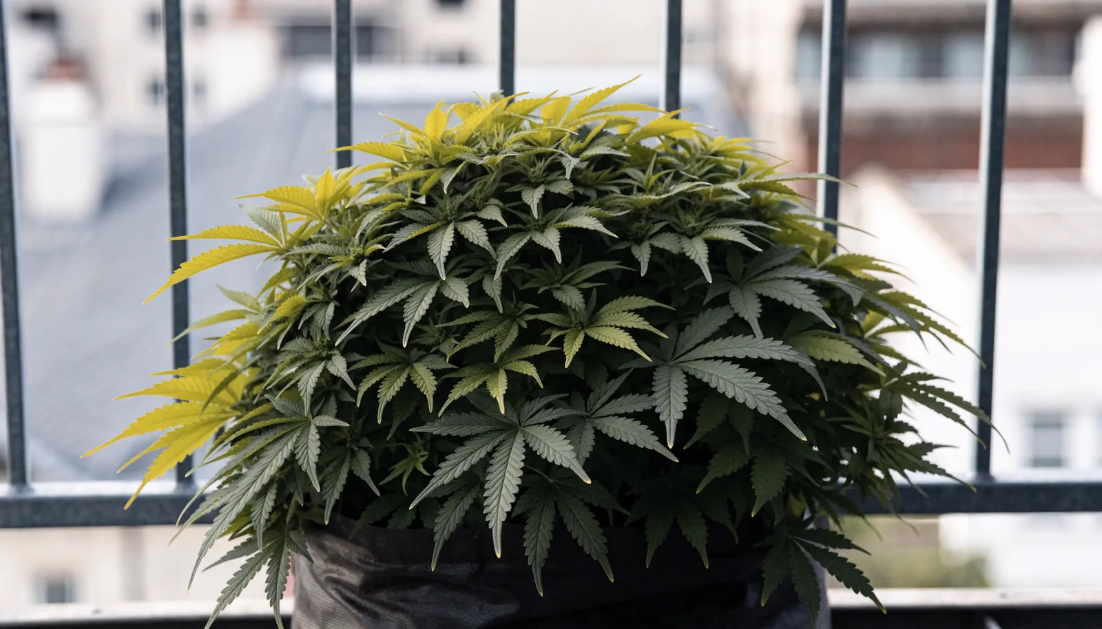 Uma planta de cannabis autoflorescente baixa e arbustiva a manter-se abaixo da altura do gradeamento da varanda