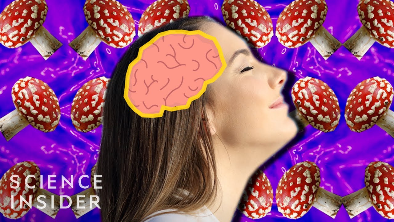 Vê: Magic Mushrooms and the Brain no YouTube