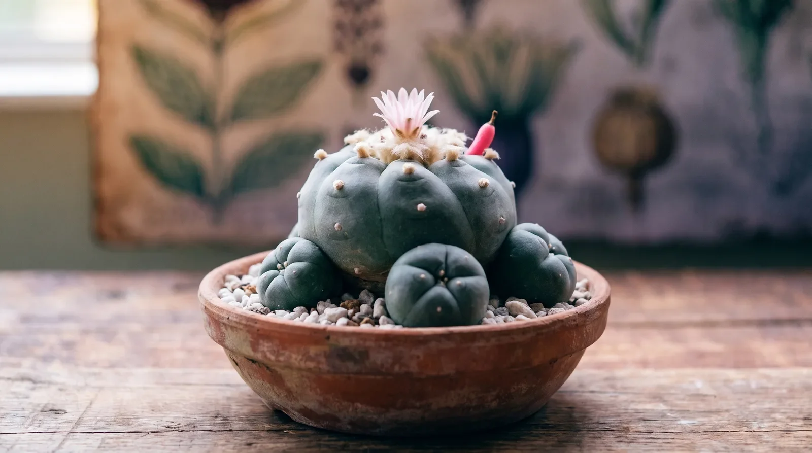Floração e multiplicação: rebentos e sementes