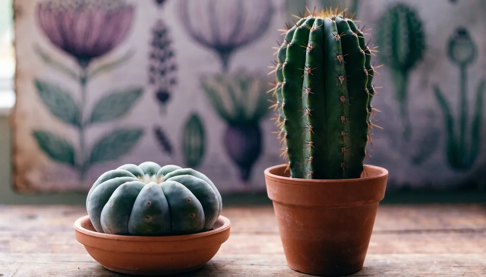 Peyote ou San Pedro: as diferenças