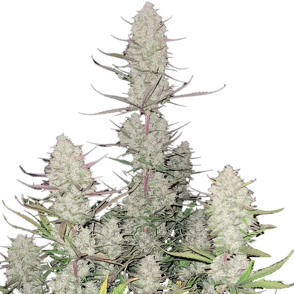 Tropicana